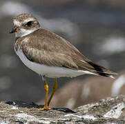 Semipalmated Plover