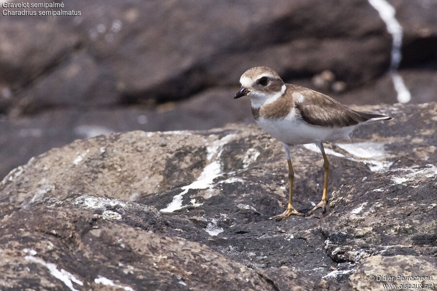 Semipalmated Plover