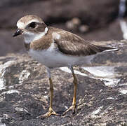 Semipalmated Plover