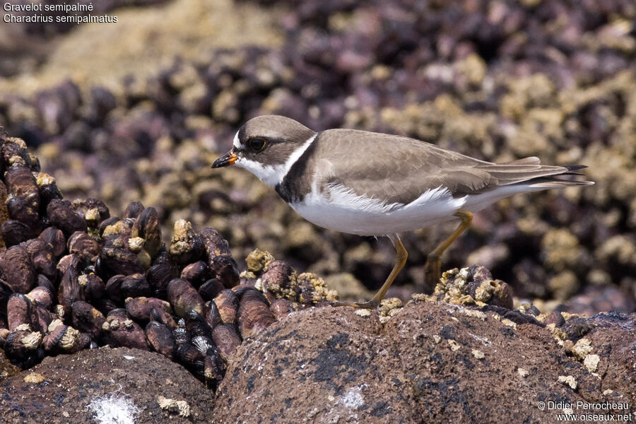 Semipalmated Plover