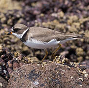 Semipalmated Plover