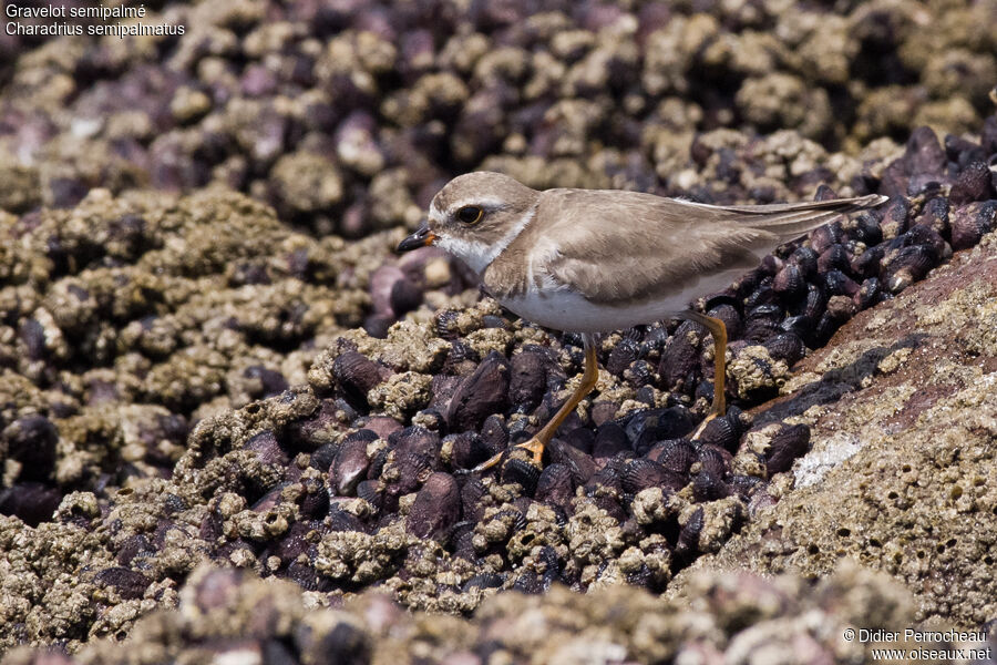 Semipalmated Plover