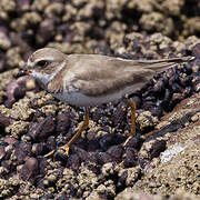 Semipalmated Plover