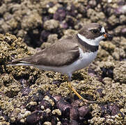 Semipalmated Plover