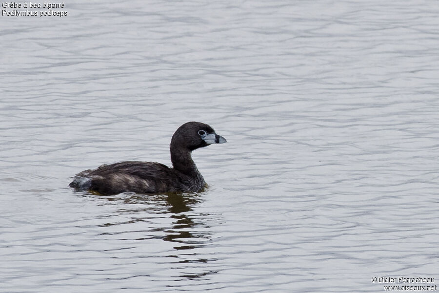 Pied-billed Grebe