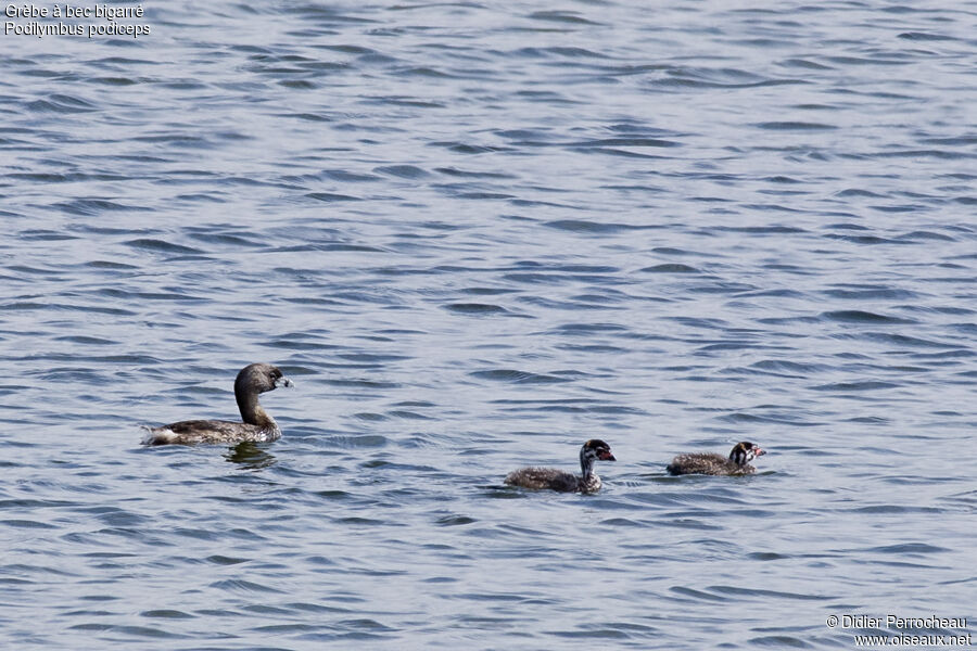 Pied-billed Grebe