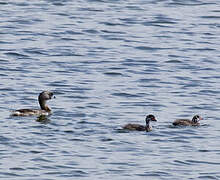 Pied-billed Grebe