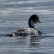 Silvery Grebe