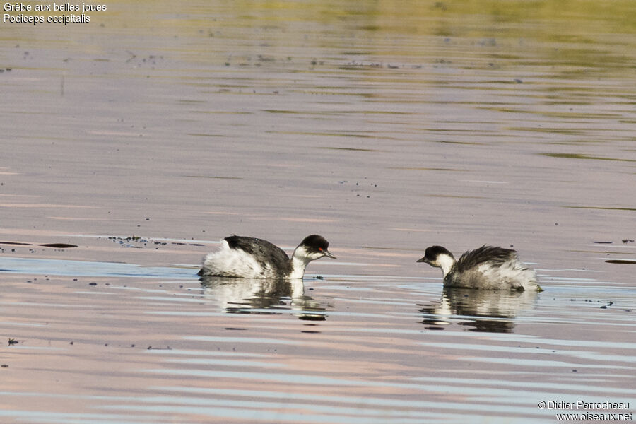 Silvery Grebe