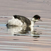 Silvery Grebe