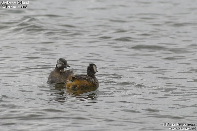 White-tufted Grebe