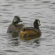 White-tufted Grebe