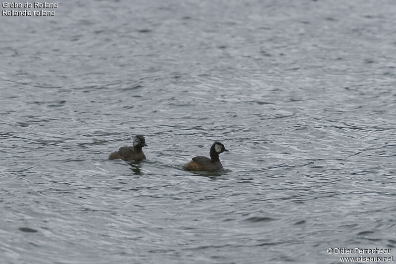 White-tufted Grebe 