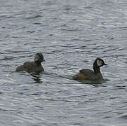 White-tufted Grebe