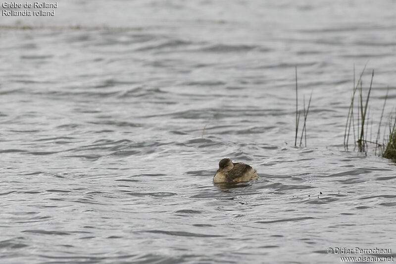 White-tufted Grebejuvenile