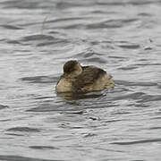 White-tufted Grebe