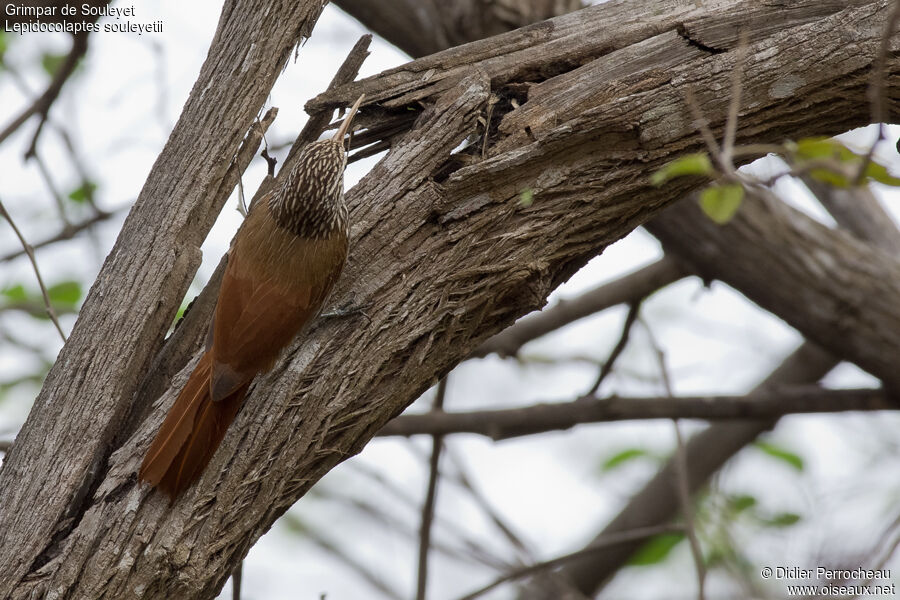 Streak-headed Woodcreeper