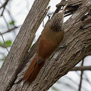 Streak-headed Woodcreeper