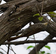 Streak-headed Woodcreeper