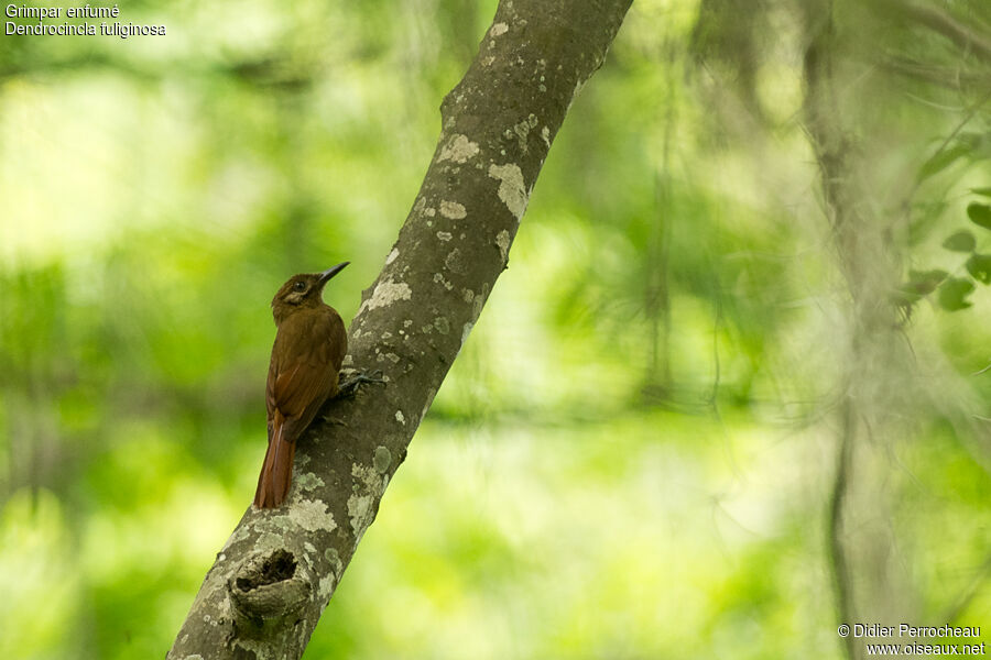 Plain-brown Woodcreeper