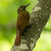 Plain-brown Woodcreeper