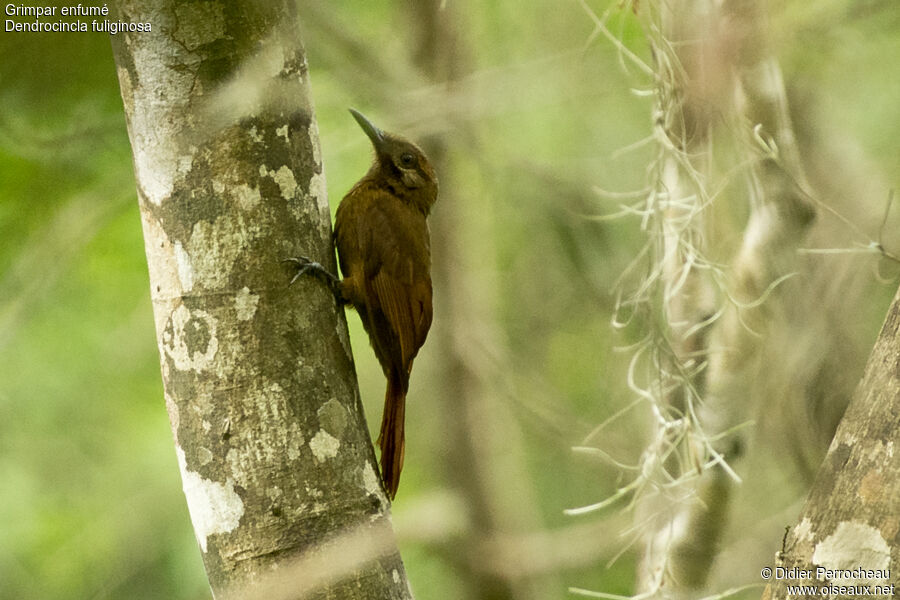 Plain-brown Woodcreeper