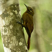 Plain-brown Woodcreeper