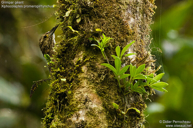 Strong-billed Woodcreeper