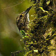 Strong-billed Woodcreeper