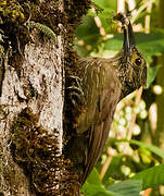 Strong-billed Woodcreeper