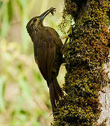 Strong-billed Woodcreeper