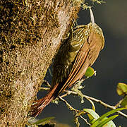 Montane Woodcreeper