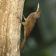 Straight-billed Woodcreeper