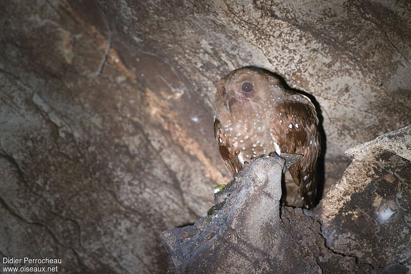 Oilbird, identification