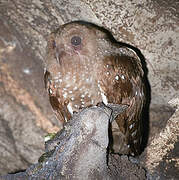 Guacharo des cavernes