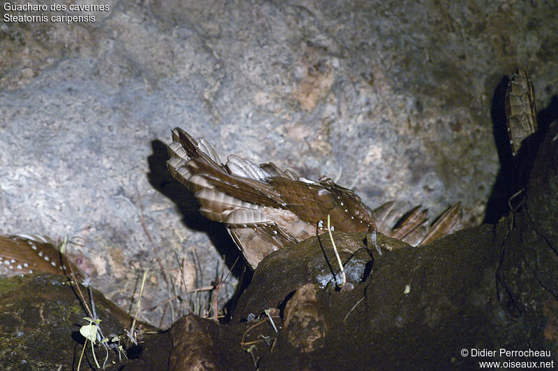 Guacharo des cavernes