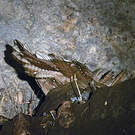 Guacharo des cavernes