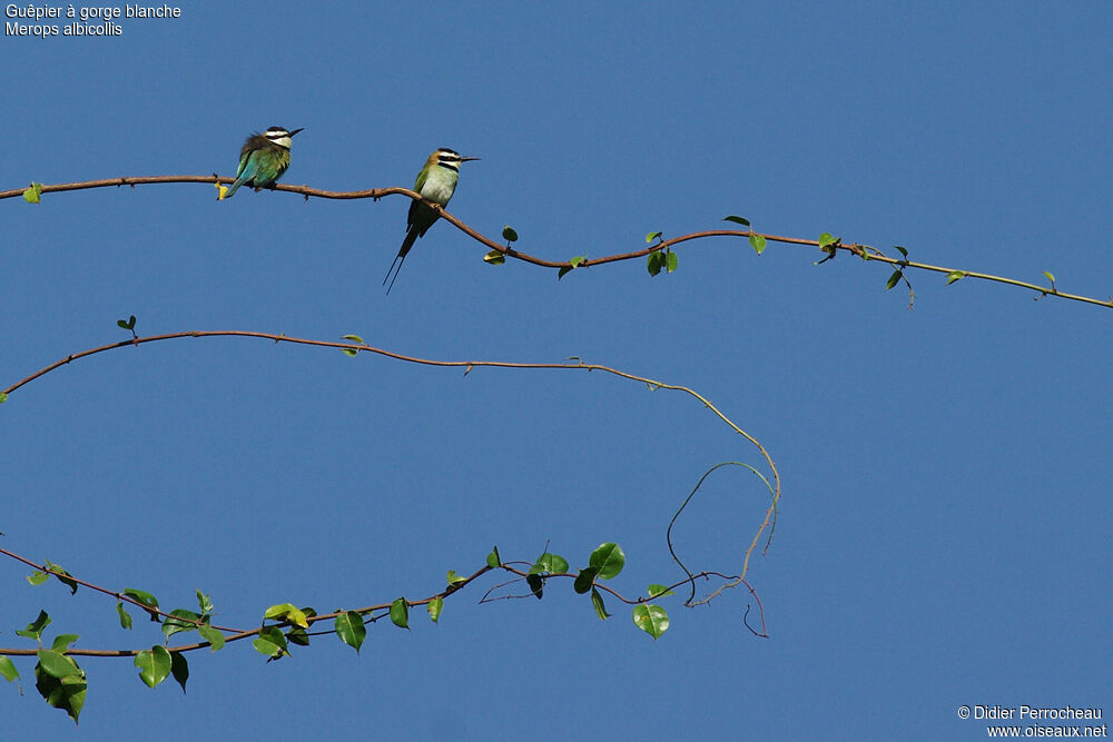 White-throated Bee-eater