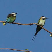 White-throated Bee-eater