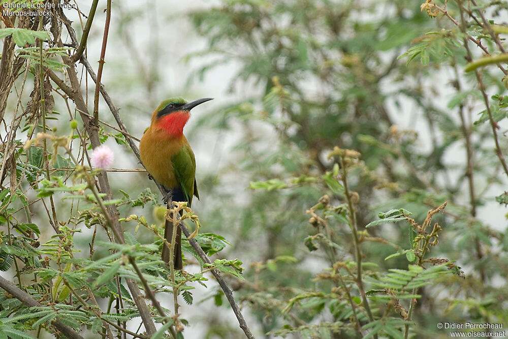 Red-throated Bee-eater