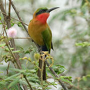 Red-throated Bee-eater