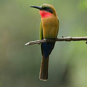 Red-throated Bee-eater