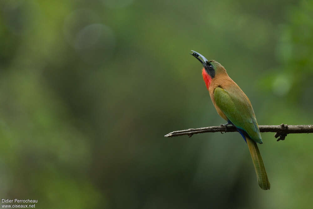 Red-throated Bee-eateradult, feeding habits