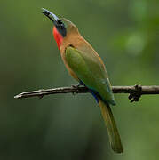 Red-throated Bee-eater