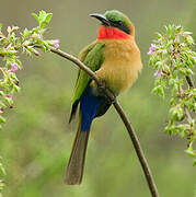 Red-throated Bee-eater