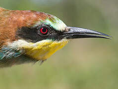 European Bee-eater