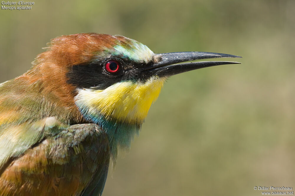 European Bee-eateradult