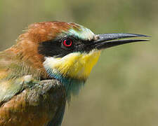 European Bee-eater