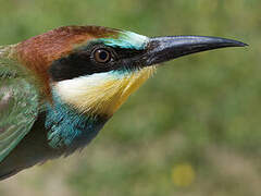 European Bee-eater