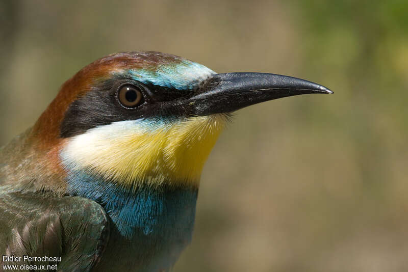 European Bee-eaterimmature, close-up portrait